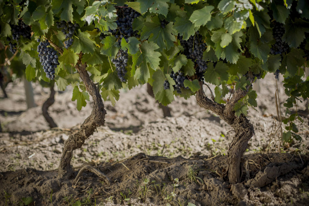 vineyards in La Consulta in the Uco Valley, Karim Mussi wines
