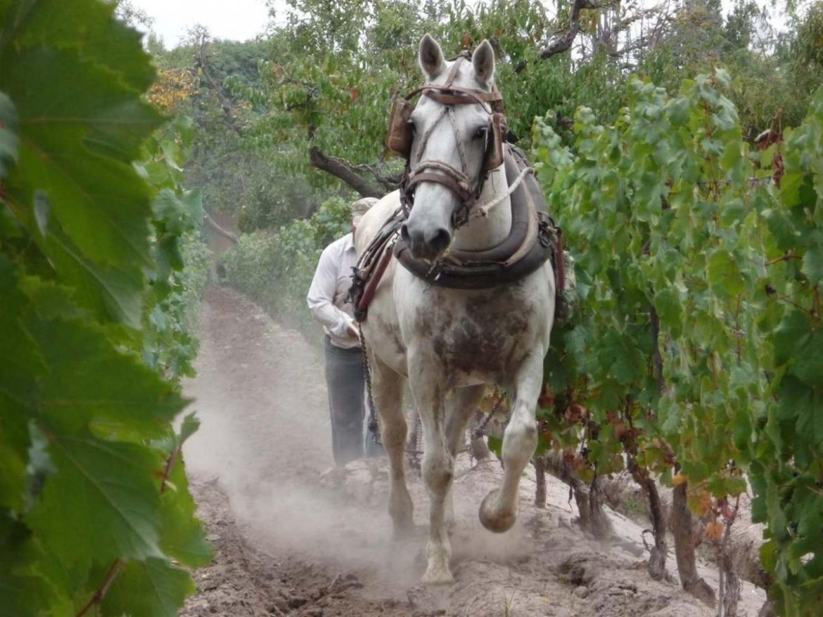 Finca Adalgisa and Furlotti wine production in Mendoza