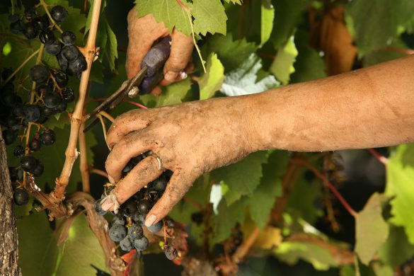 hand picking grapes at Finca Adalgisa