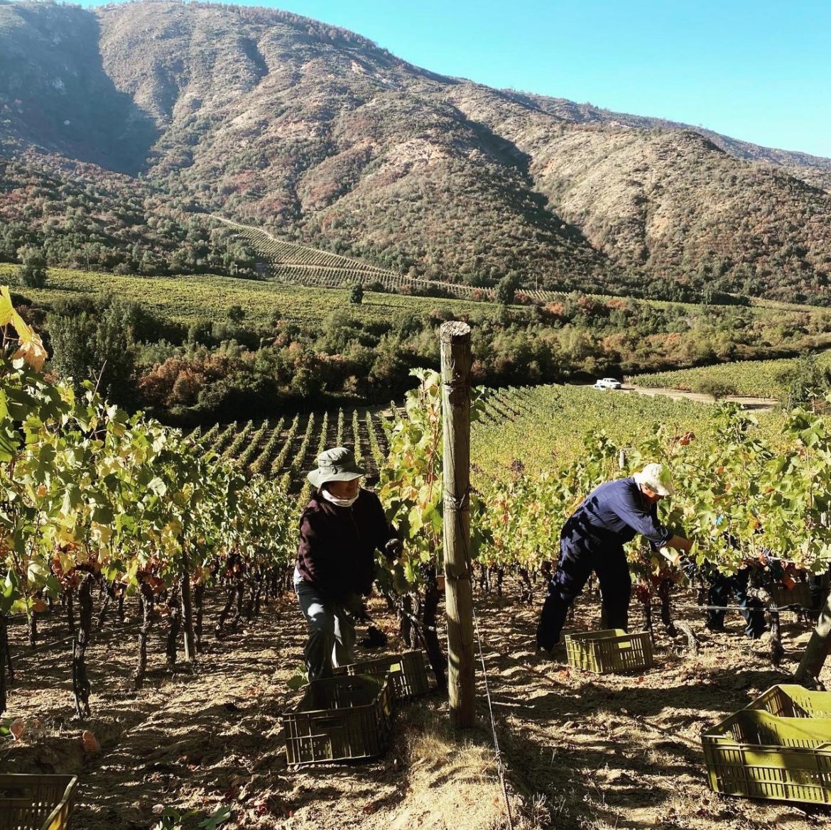 Guide to vintage 2020 in Chile