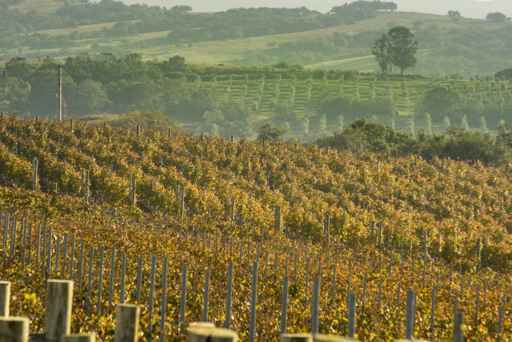 Tannat Vineyards in Jose Ignacio in Maldonado. Bodega Brisas winery and vineyards