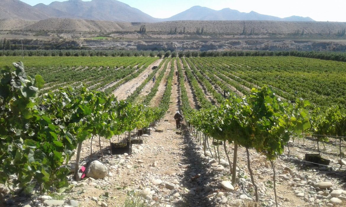 Atacama desert vineyard