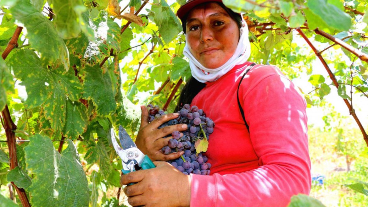 Guide to criolla and pisco grape varieties in Peru.