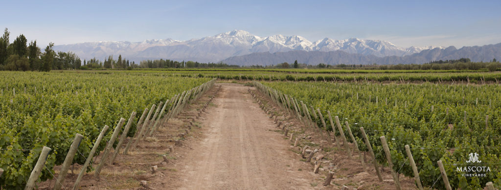 Finca La Mascota Vineyards in Mendoza