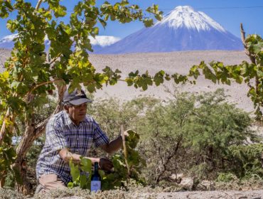 ayllu winery and wines in San Pedro de Atacama Chile