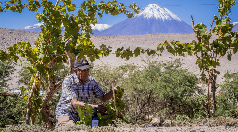 ayllu winery and wines in San Pedro de Atacama Chile
