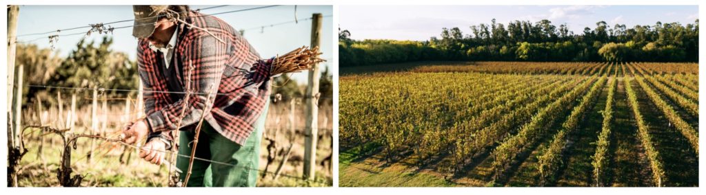 H Stagnari vineyards in Canelones and Salto in Uruguay