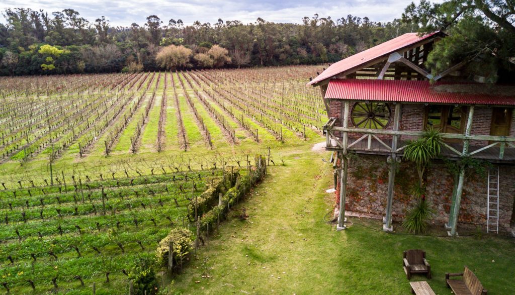 H Stagnari winery and vineyards in Canelones in Uruguay, 