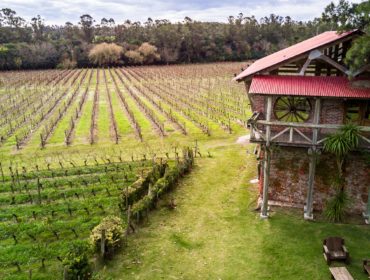H Stagnari winery and vineyards in Canelones in Uruguay,