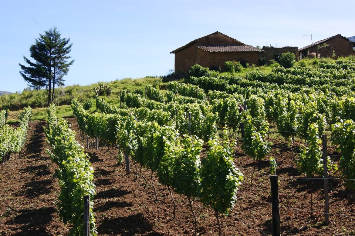 Viñas Vargas wine and Singani producer in Santa Cruz valleys and Samaipata.