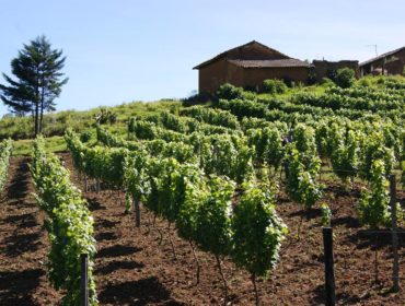 Viñas Vargas wine and Singani producer in Santa Cruz valleys and Samaipata.
