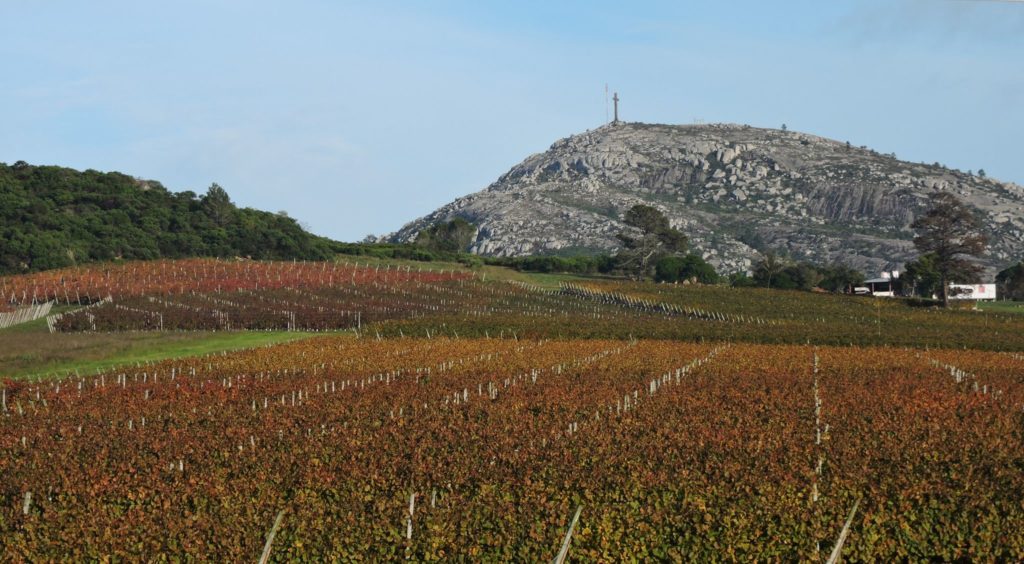 Bodega Bouza's Pan de Azucar vineyard