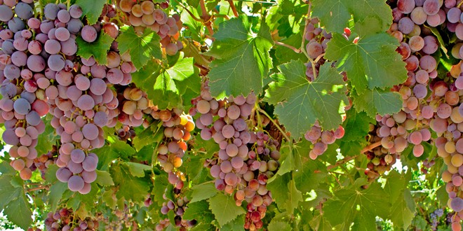 Cereza grape variety in Argentina, guide to Criolla wines in South America