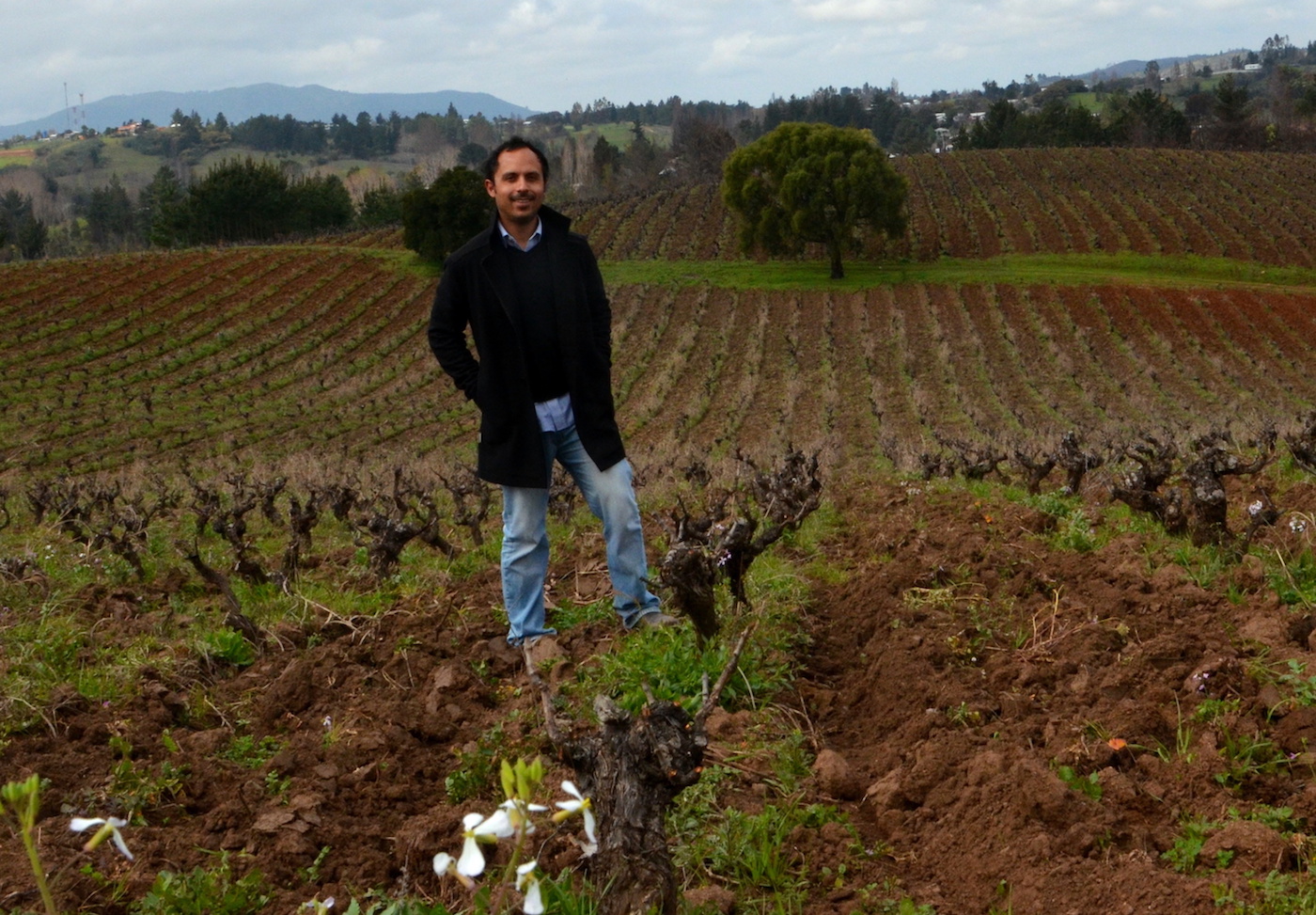 Leo Erazo terroir Itata interview, old vines and Pais Cinsault Moscatel Corinto Semillon in Itata