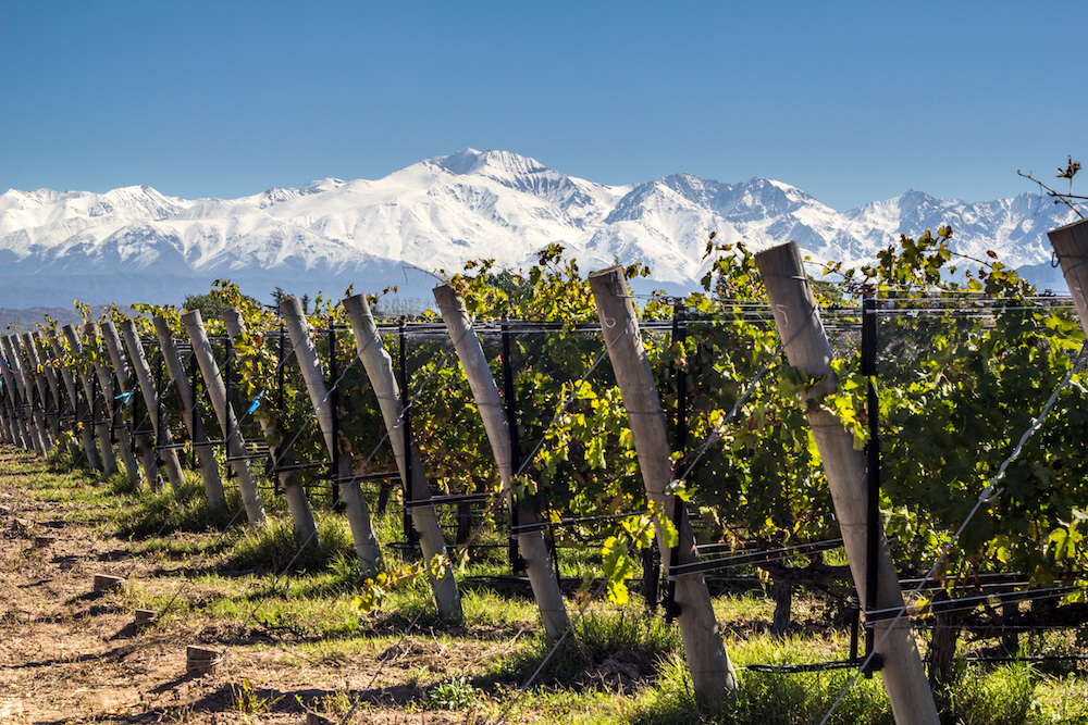 Bodega Los Haroldos winery and Falasco Wines in Mendoza, guide to wineries in Mendoza and Argentine wine