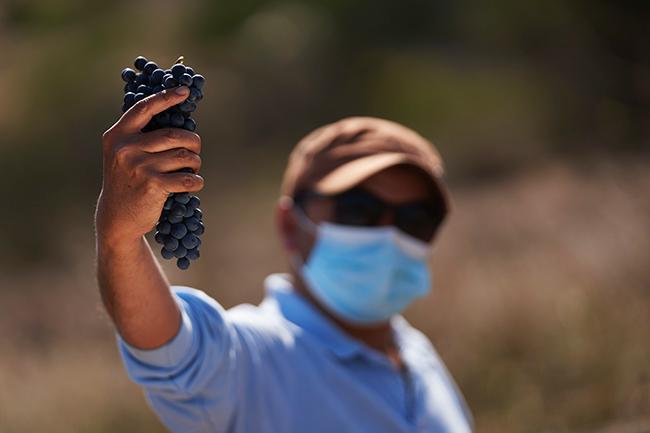 Harvest report Chile 2021; vintage report Chile 2021. Photo of Chilean harvest 2021 by Matt Wilson from TerraNoble vineyards in Maule