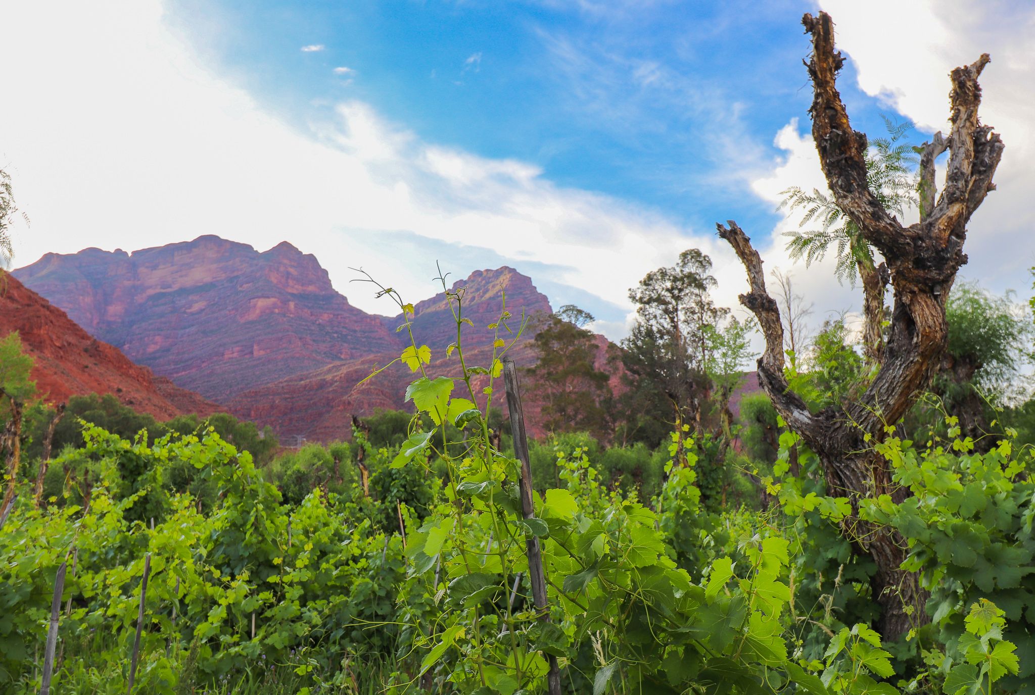 Old vines in Cinti Valley, guide to Bolivian wine regions. The Bolivia Wine Guide