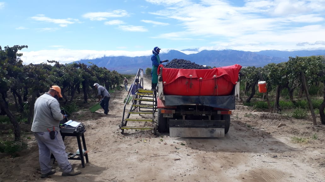 report on 2021 vintage in argentina, guide to argentine wine harvests and wines