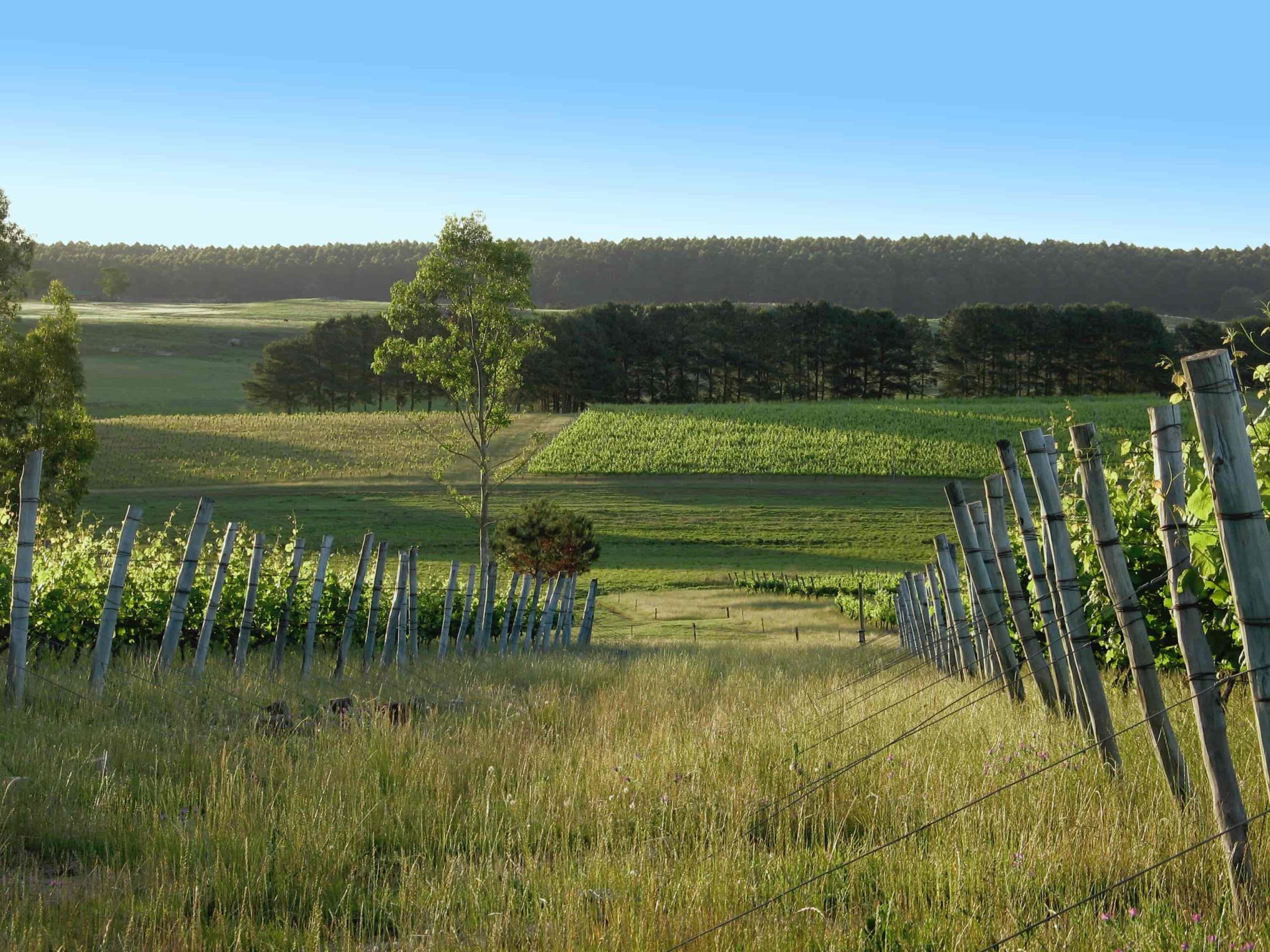 wine tour uruguay