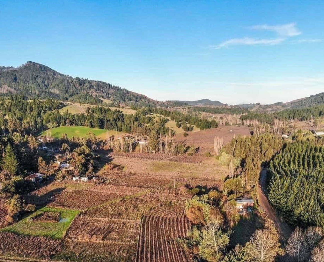 Guide to the wineries in Chile. Viña Lomas de Llahuen in Bio Bio in Chile