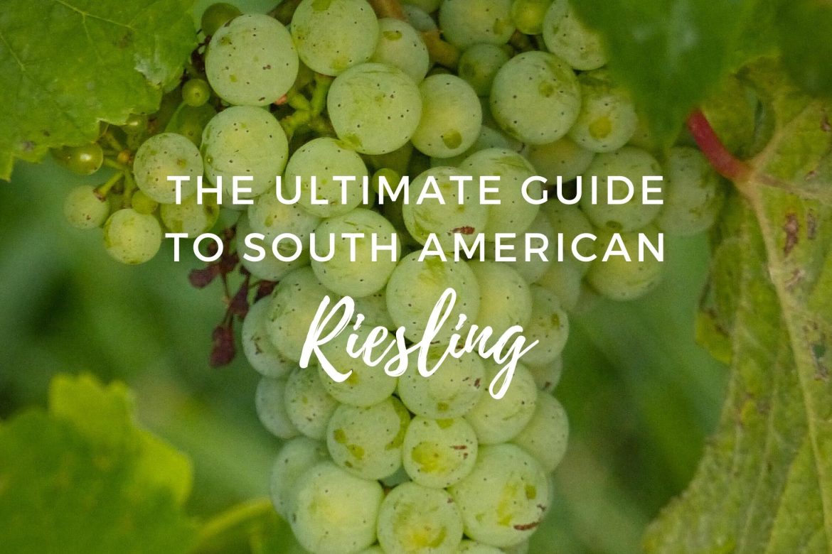 Guide to South American Riesling. Riesling wines in Chile, Argentina and Brazil