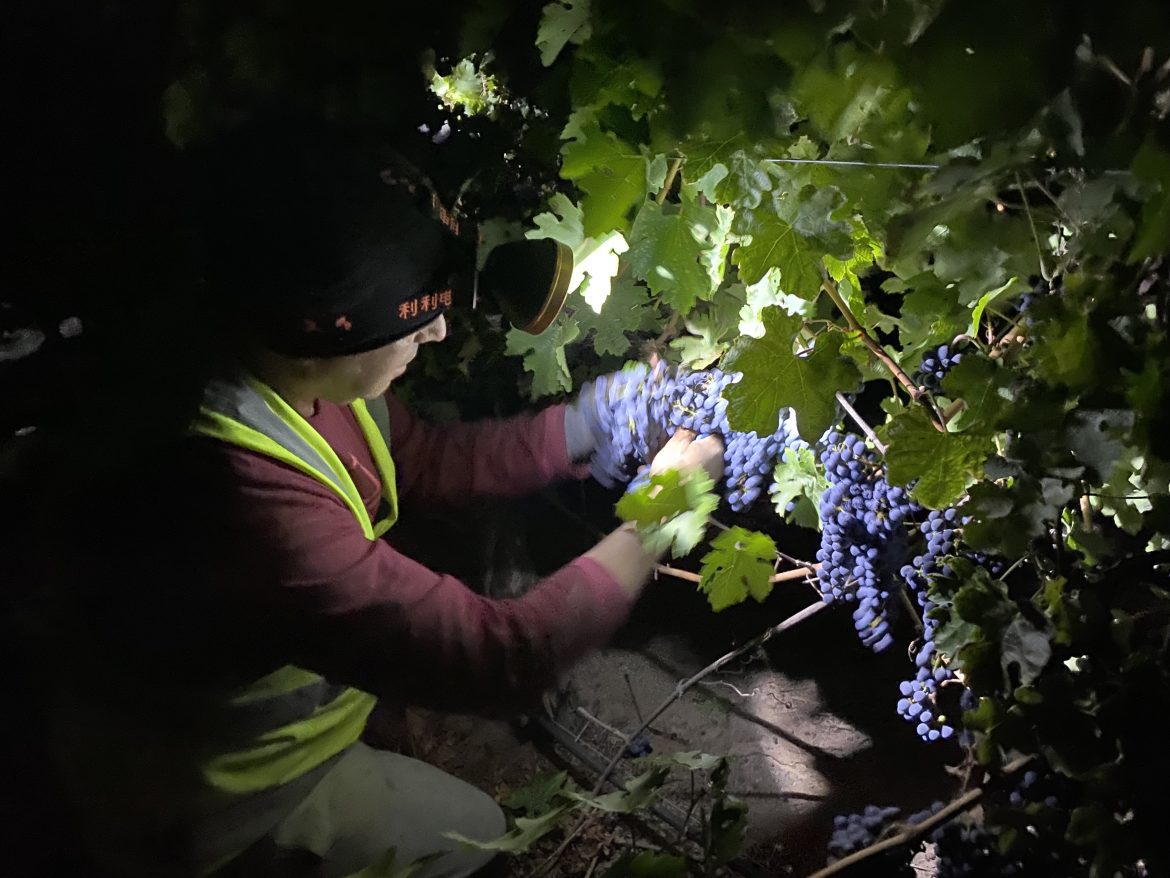 Night harvesting at VIK winery in Cachapoal with Cristian Vallejo