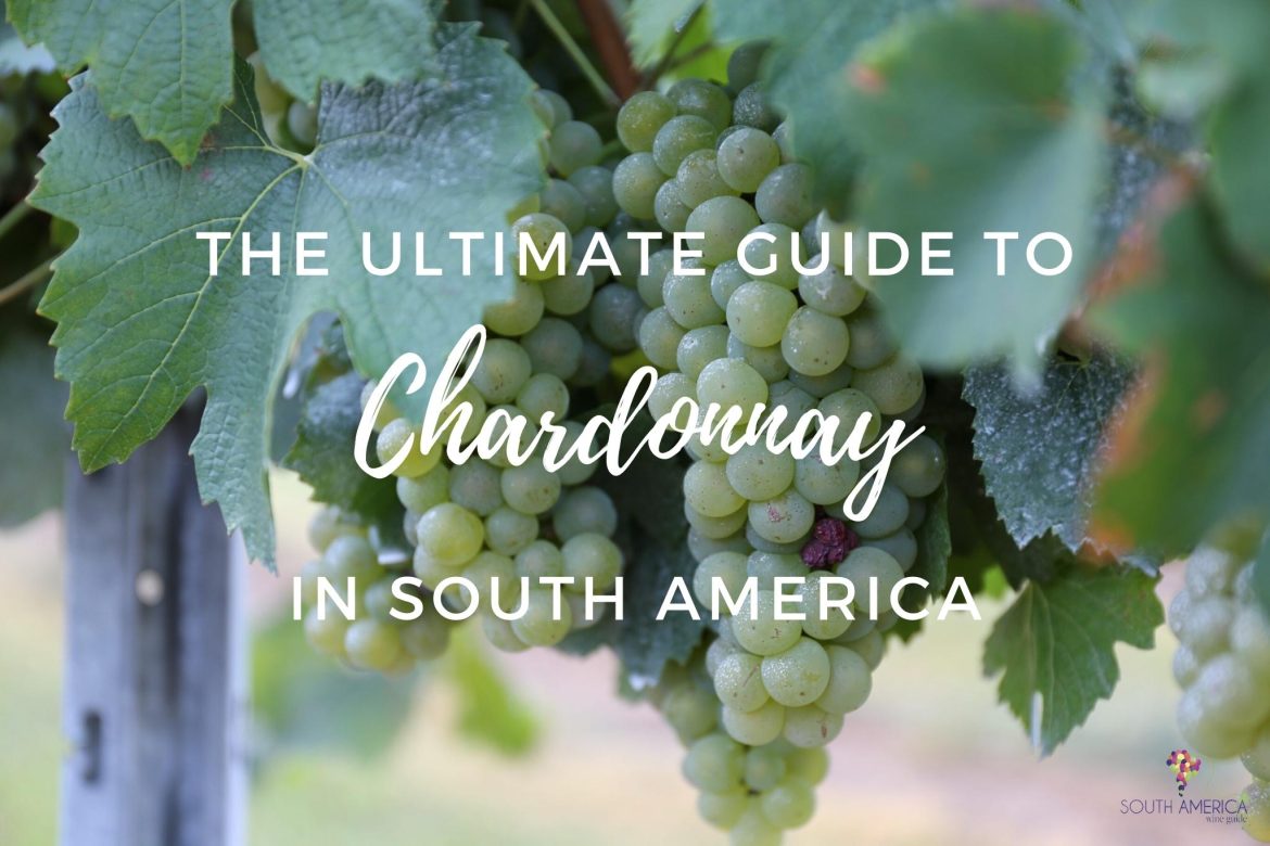 Guide to Chardonnay in South America, best wines from Chile, Argentina, Uruguay and Brazil