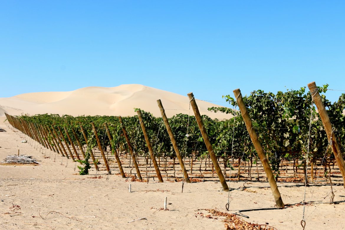 The ultimate guide to wine in Ica, Peru