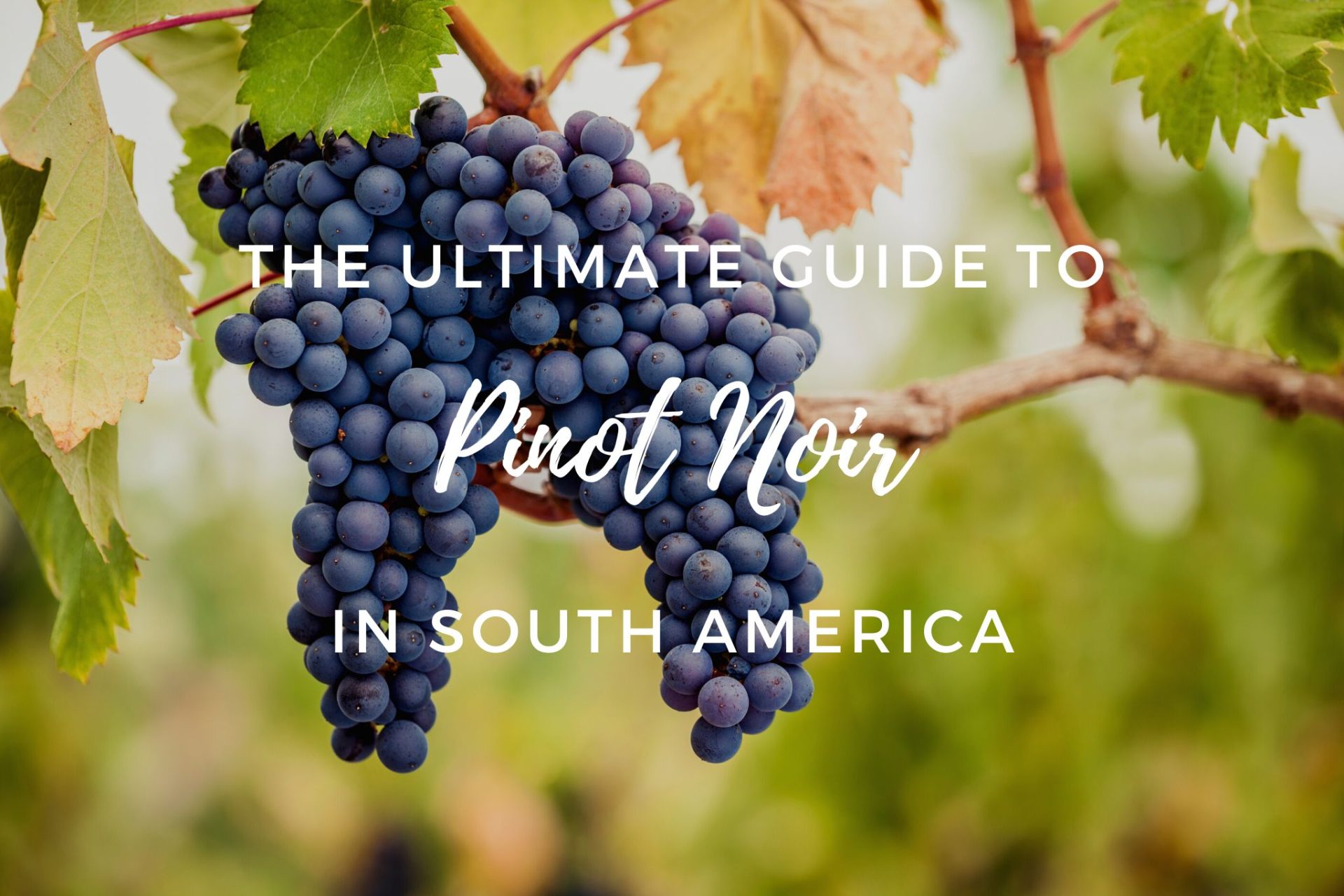 Ultimate guide to South American Pinot Noir South America Wine Guide