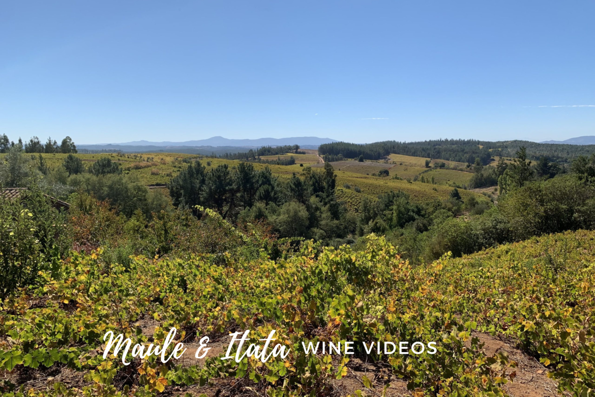 The Maule and Itata wine video guide. Interviews by Amanda Barnes with winemakers in Itata Maule Chile