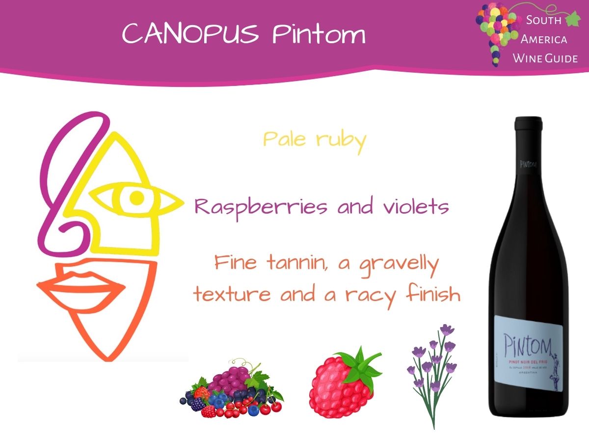 Canopus Pintom Pinot Noir wine from Pampa El cepillo in Argentina