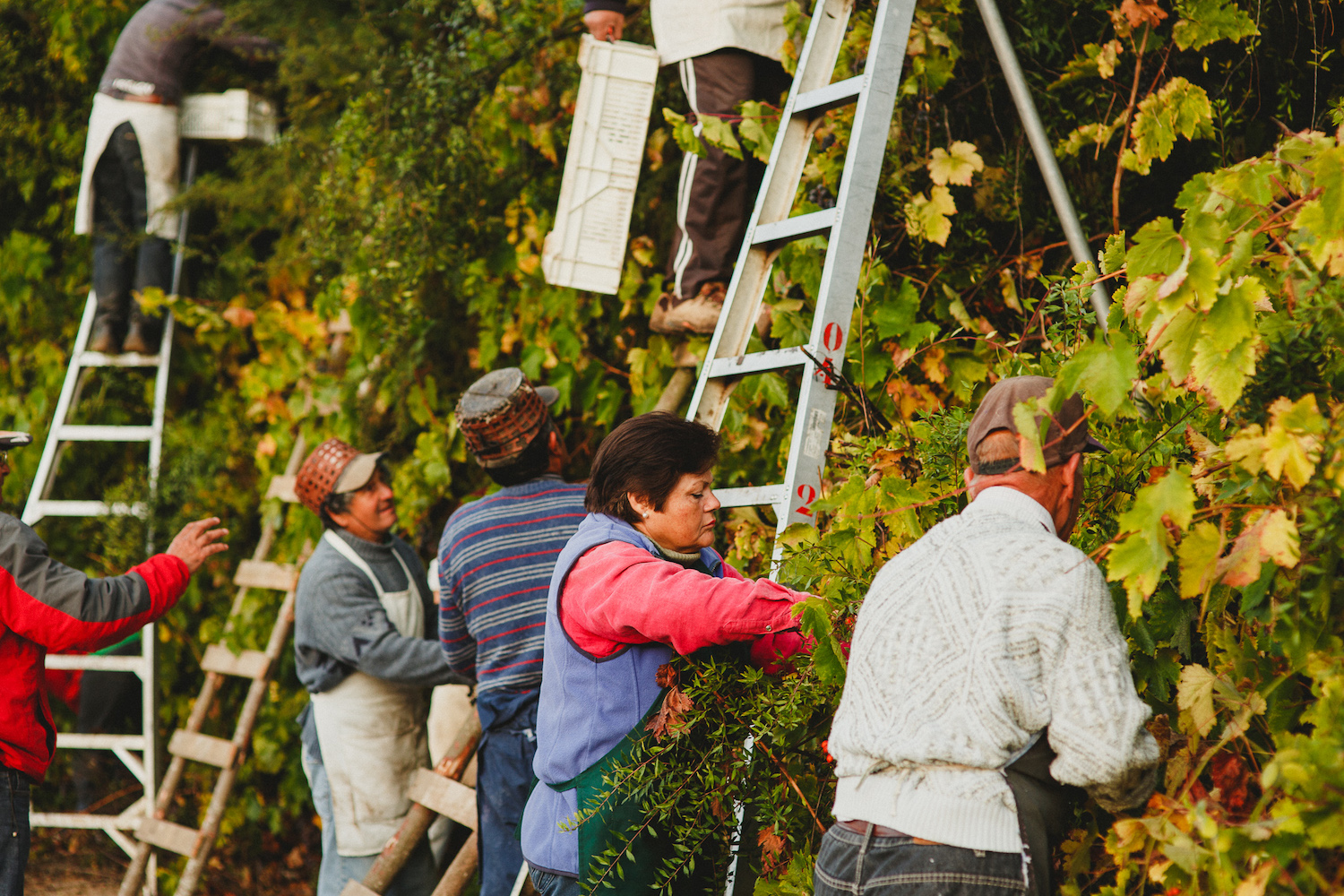 Different vine training methods in Bouchon vineyard in Maule. Including wild vines, VSP and bush vines