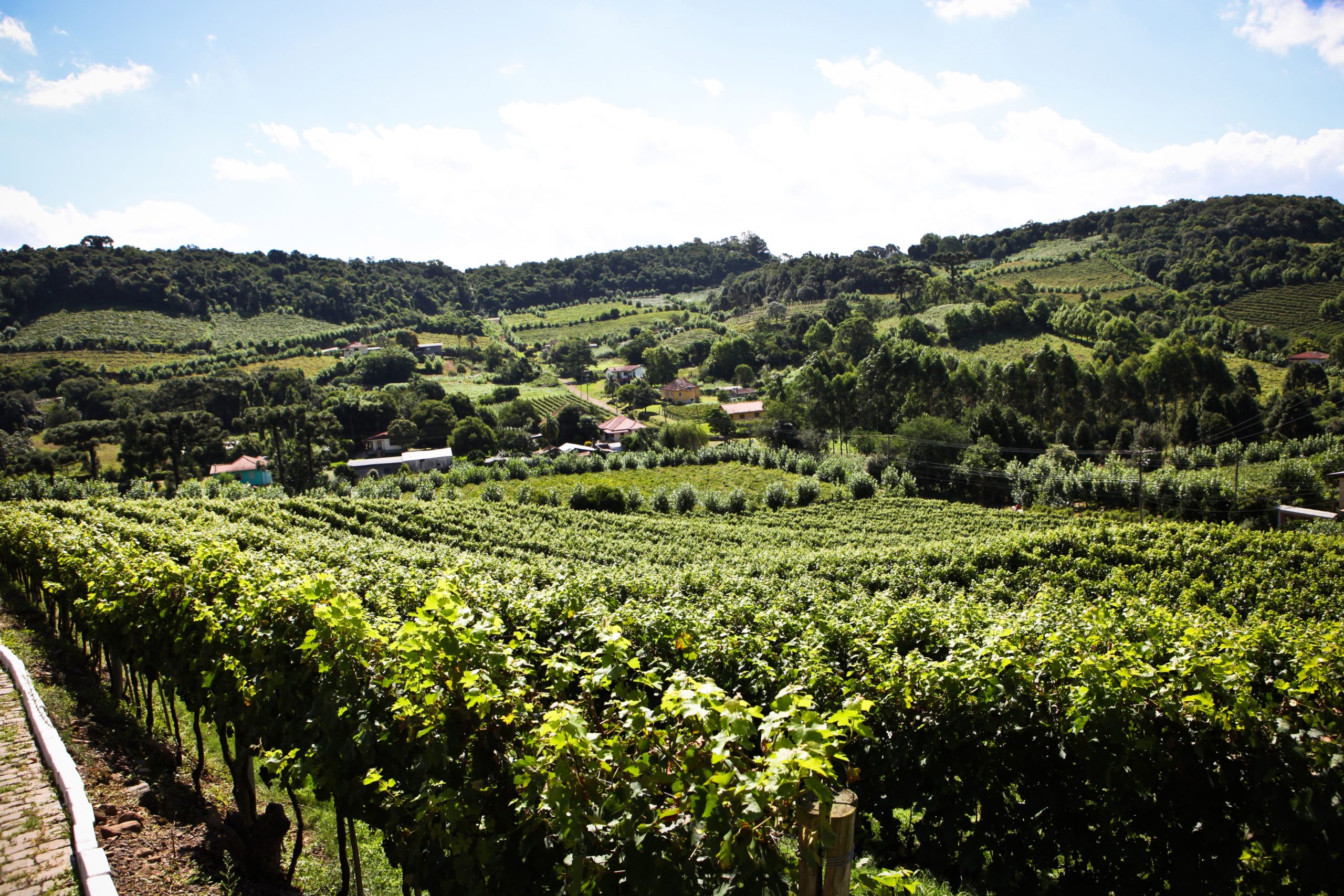 Aurora winery: Guide to Brazil's wines & wineries