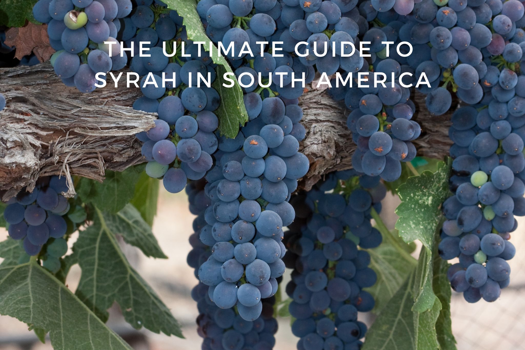 The ultimate guide to Syrah wines in Chile, Argentina, Brazil and Uruguay
