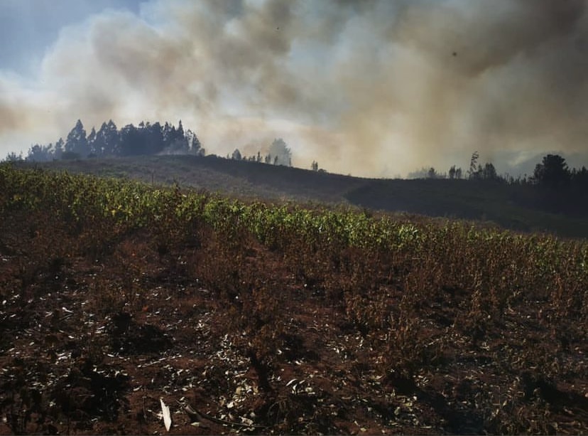 wild fires in itata in chile, how to help the growers of southern chile in the fires