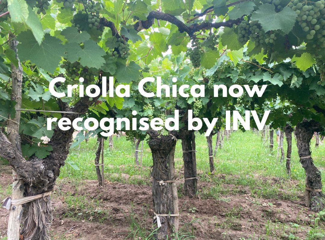 Criolla Chica now recognised by INV for quality potential in Argentina